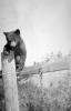 Montana ---- 30 Neighbor's pet -black bear cub-BW.jpg